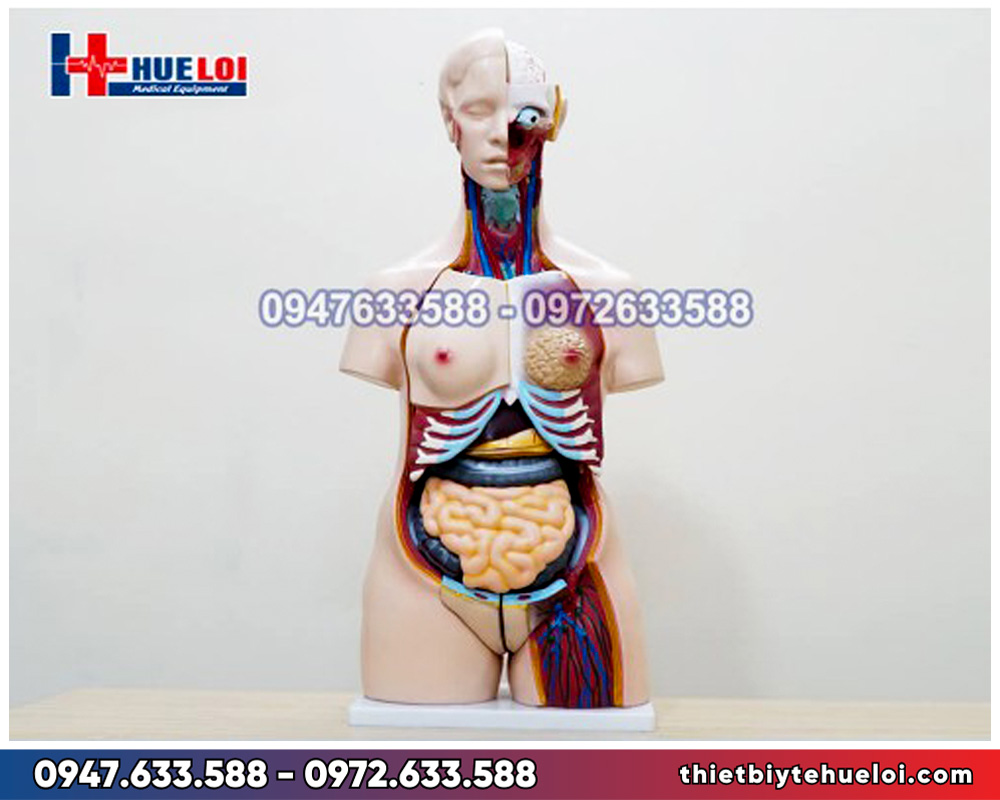 Mô hình giải phẫu nội tạng nữ giới